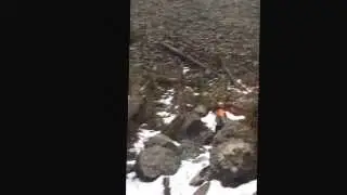 Trekking around the mountains of Beautiful British Columbia Canada! #countryboy #huntingbc #predator