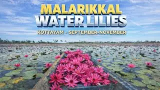 Hidden in Kottayam👀 🌸 | Malarikkal Water Lilies Boat Journey|Flower Paradise 🌸|#kerala #trending🤩🌝