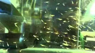Notropis chromosus fry