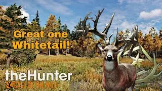 Great One Whitetail Deer on Revontuli Coast! | theHunter Call of the Wild