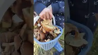 Gro&szlig;e Wilde Pilze | Deutschland | Big wild mushrooms #shorts #food #2022