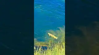monster trout #utah #trout #fishing #outdoors