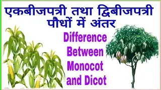 एकबीजपत्री तथा द्विबीजपत्री पौधों में अंतर | Difference between Monocotyledonous and Dicotyledonous