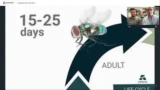 Webinaire mouches - Armosa