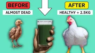 The Natural Powder That Turns Weak Broilers Into GIANTS! (Moringa Leaf Powder)