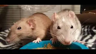 Rat🐀 Eating Food For Cats🐱 To Watch | Perfect Cat Entertainment😻 #ratvideoforcats #CatEntertainment