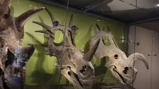 Explorando dinosaurios minerales y aves. Museo de Historia