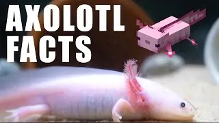 10 Fun Facts About AXOLOTLS