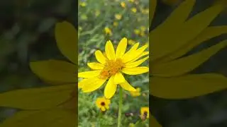 February: Florida Gardening Tips