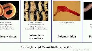 Zwierzęta, rząd Crassiclitellata, część 3 ophiura prapłetwiec animal osa formosa biologia fusca