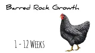 Рост цыплят породы Barred Rock Chic || 1&ndash;12-недельные цыплята || Мамы-цыплята 🐓