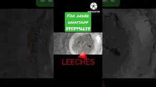 100% pure leech oil | pure jonk ka tail |rogan e jonk  #ordernow #pureleechoil #certified #leechoil