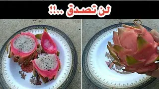 عن تجربة  .. زراعة أغلى فاكهة فى العالم فى البيت بكل سهولة.