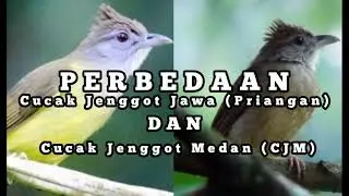 Cucak Jenggot Super Gacor | CJM dan CJP Masteran tembakan super
