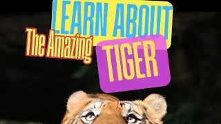 Learn About Tigers 🐯 | Animal Facts For Kids