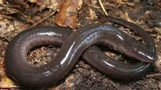 Exploring the Enigmatic: The One-toed Amphiuma of the Southeastern Wetlands