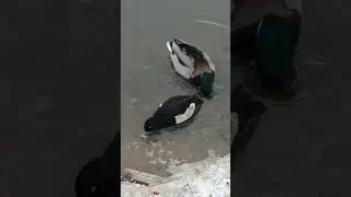 Подкормились с утреца.