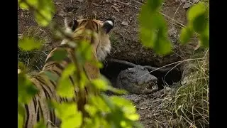 JIM CORBETT NATIONAL PARK | ULTIMATE Guide: Safari Booking, Zones, Hotels & Budget