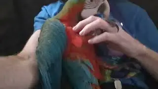 Harlequin macaw gets affectionate after owner returns from vacation.