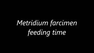 Metridium farcimen feeding on Artemia