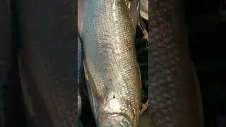 Rare Lakka fish !!! ( Taila Fish ) | Amazing Big Fish!!! | Rare Fish | Lakka Fish | #shorts
