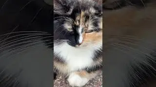 Time to check my social media #trending #youtubeshorts #cat