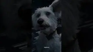 Krypto Saves the Day! - Superman (2025) #superman #superman2025 #movie #movieclip #moviescenes #film