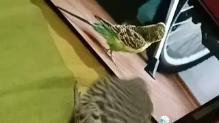 সরাসরি দেখুন পাখির মজার কান্ড AronnoAroosh'sWorld is live! #live #bird #youtube