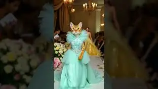 Kitty Fashion Cats #babycute #kitten #cutecat #catlover #catvideos#cats #yt #cats #catvideo #ytshort