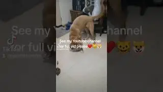 Preview of full length vid of Barkbox and Kitnip Reveal #pets #dog #petvideos #catlover #tiktokvideo
