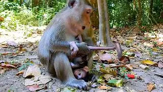 Good Adult! Why Monkey Anna Always Check Body Baby Amina? | @IShowMonkeyTV