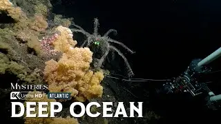 Atlantic Secrets | Inside the Ocean&rsquo;s Hidden Depths, Lost Worlds, and Living Forces