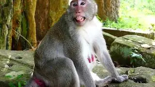 Million-Pity-Jane! Poor Pregnant Jane Still Hurt & Really Need A Vet Help Her