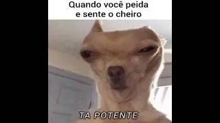 QUANDO VOC&Ecirc; SENTE O CHEIRO DO SEU PEIDO. 🏃🏻&zwj;♂️💨