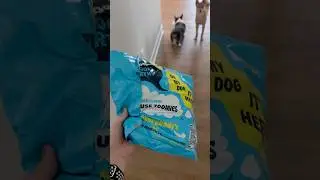 Bark Box Day! #funny #dogs #barkbox
