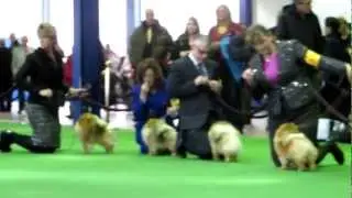 Best of Pomeranians at The Westminster Kennel Club Dog Show