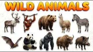Elephant, Tiger, Panda! 🐘🐯 Learn 20 Wild Animals Name | Jungle Safari | Jan 15