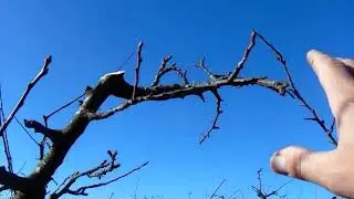 Como Rejuvenecer un Ciruelo