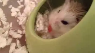 How to tame your robo hamster