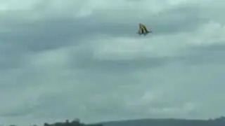 Large, blue morpho sized, butterfly flying in slow motion in southwestern Ecuador.