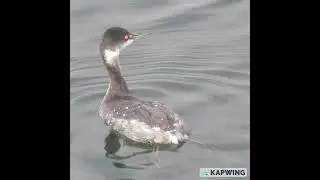 Eared Grebes Bolsa Chica, California