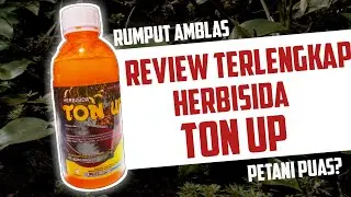 REVIEW HERBISIDA TON UP