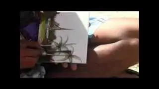 PINTURA EM AZULEJO  PORTO DE GALINHAS   ARTISTA ALEX
