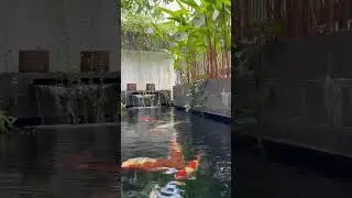 Minimalist Koi Pond with Plant 🌱