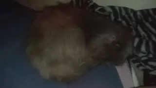 The cat is really bad