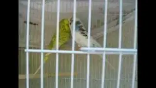 New Budgie Breeding Pair #1 - Journal #1