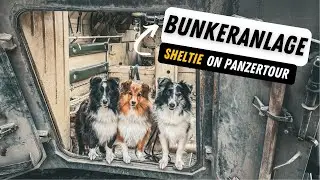 Bunkeralarm | Panzerfahrt mit Shelties