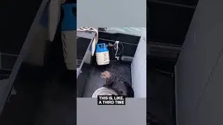 Otter Takes On an Orca (PART 3)