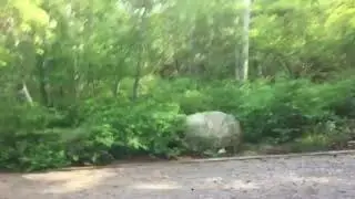 Video of Whitefish Lake State Park, MT from Bjorn S.