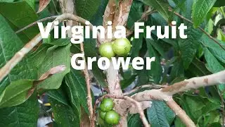 Sumo mandarin, dekopon, Sanford jaboticaba, Novak trunciflora, faustrime, baboon lemon and more.